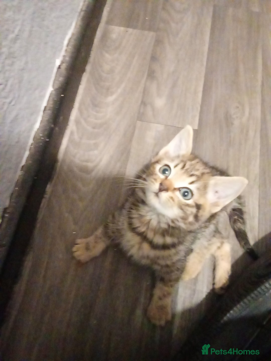 Mixed Breed cats for sale: Adorable kitten for urgent rehoming!! - Advert 6