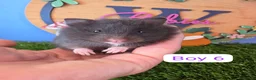 Hamster rodents for sale: Baby Syrian Hamsters Boys Girls Pedigree - Advert 7
