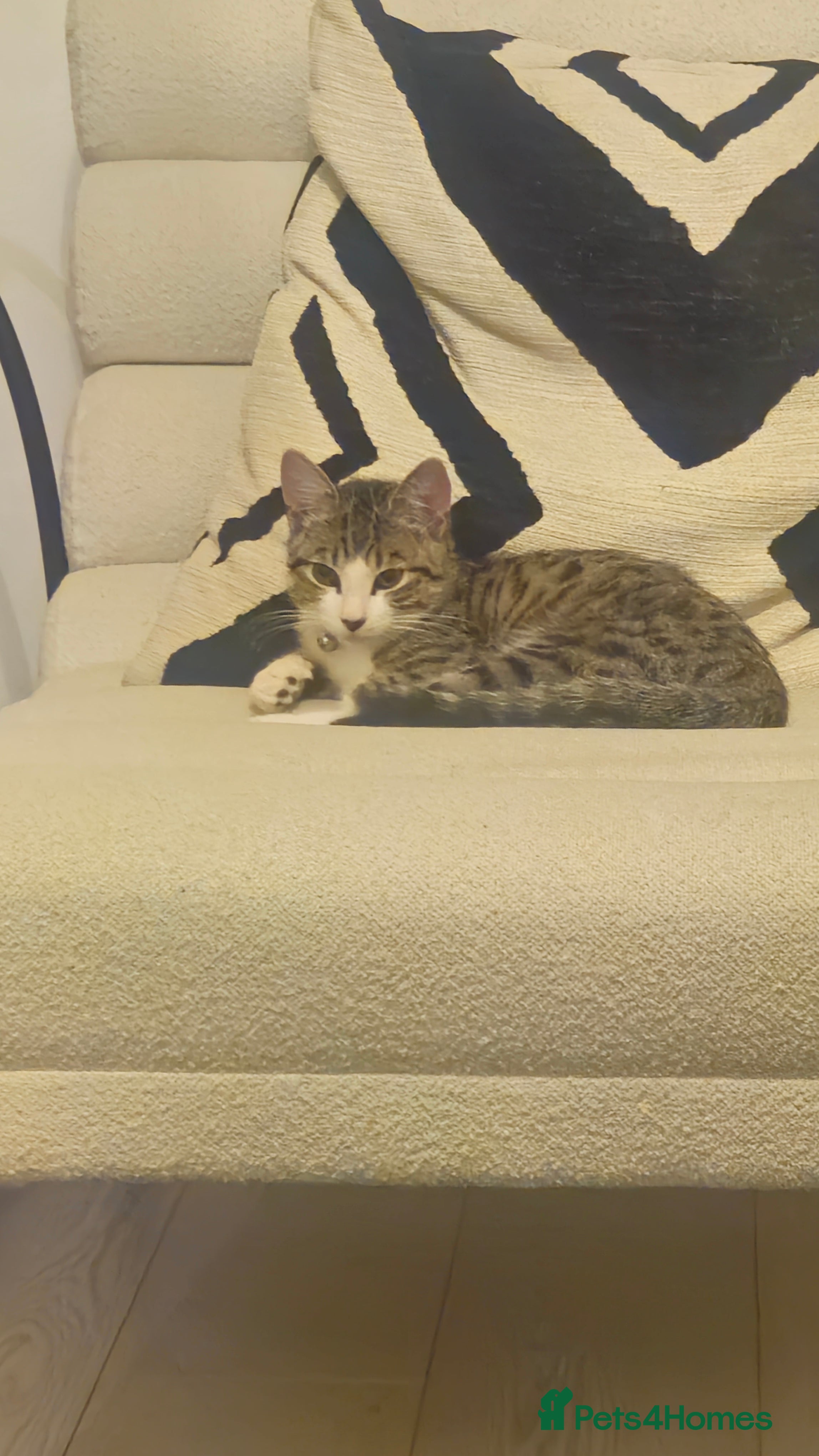 Mixed Breed cats Tuxedo and Bengal Mix Kitten - Advert 1