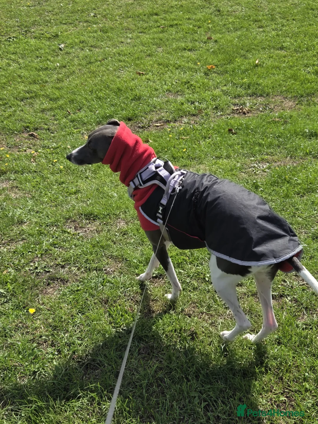Mixed Breed dogs for sale: TOTO-Whippet Greyhound 4 years male in Milton Keynes - Advert 2
