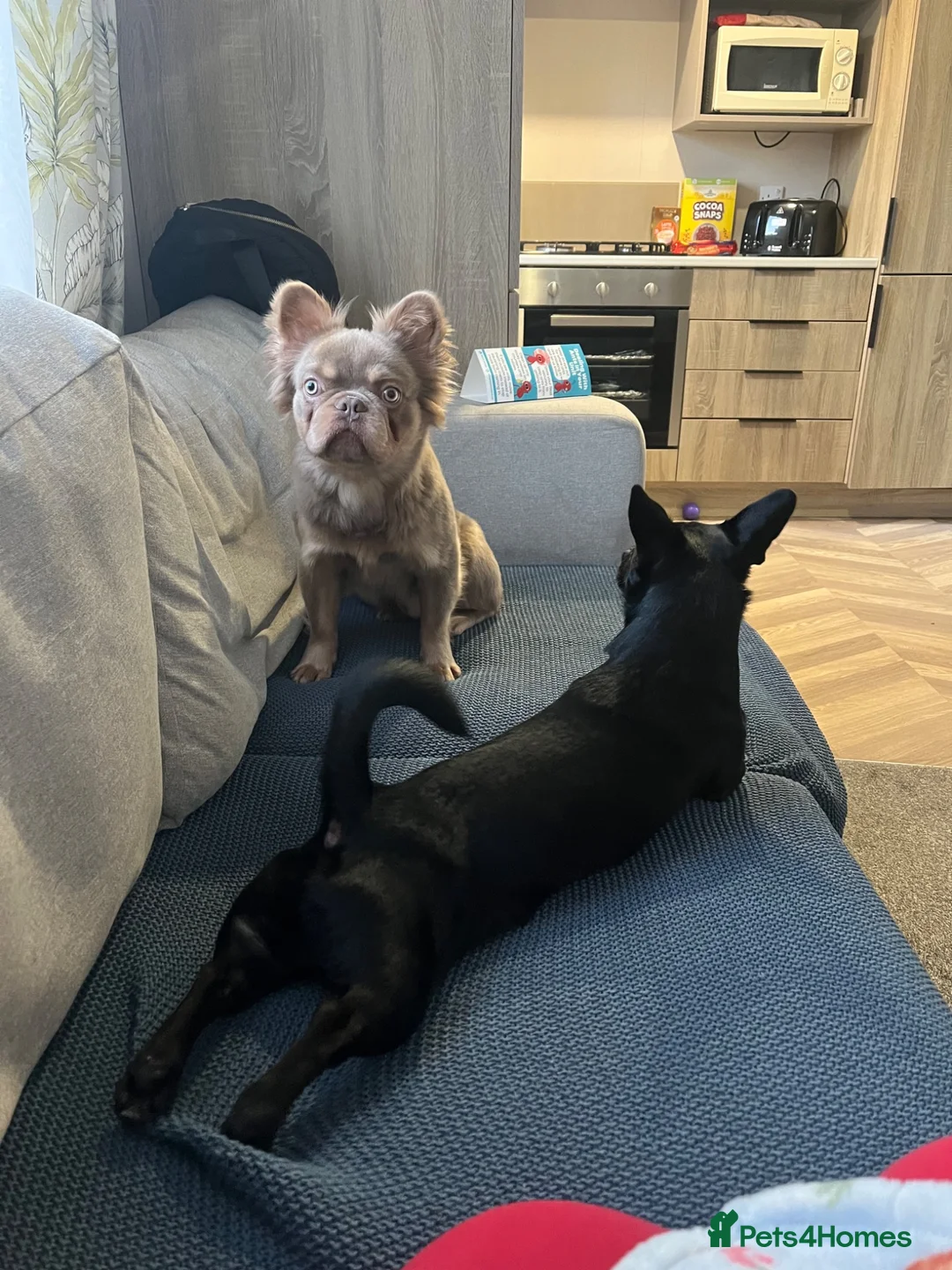 French Bulldog dogs for sale: Newshade Fluffy Frenchie  - Advert 5