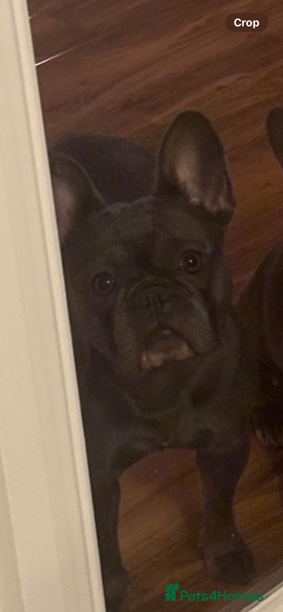 French Bulldog dogs for sale: Blue French bulldog - Image 2
