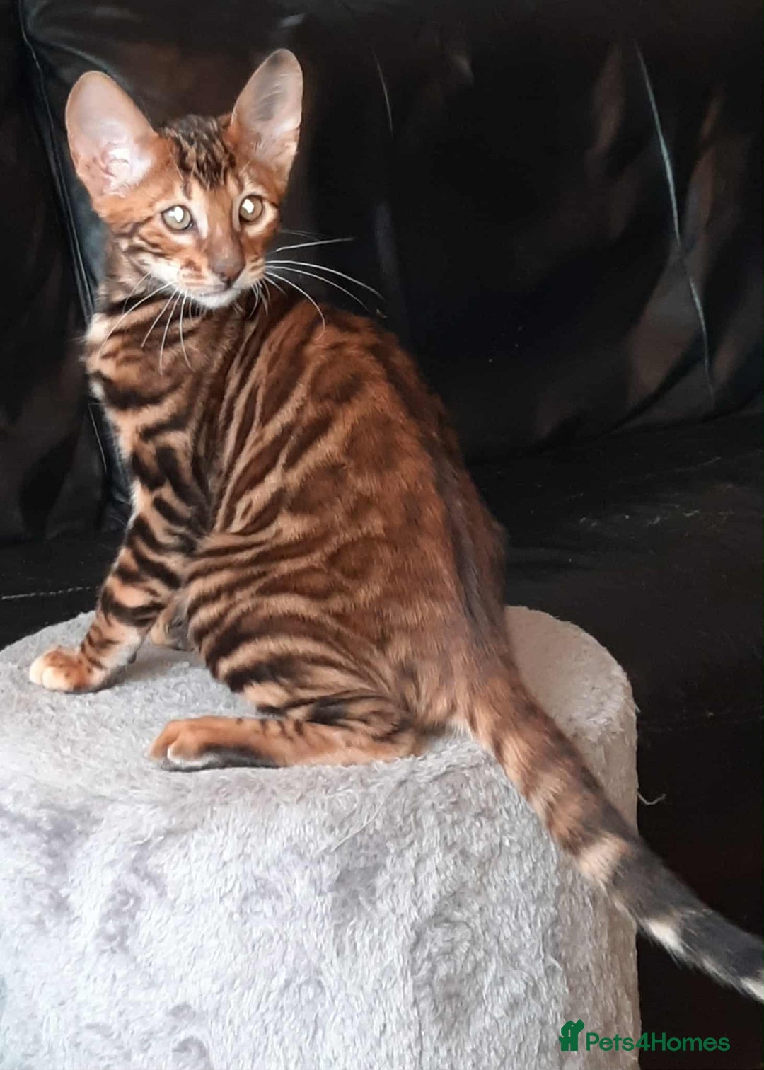 Toyger cats for sale: STUNNING TICA REG, PEDIGREE TOYGER CUBS - Image 11