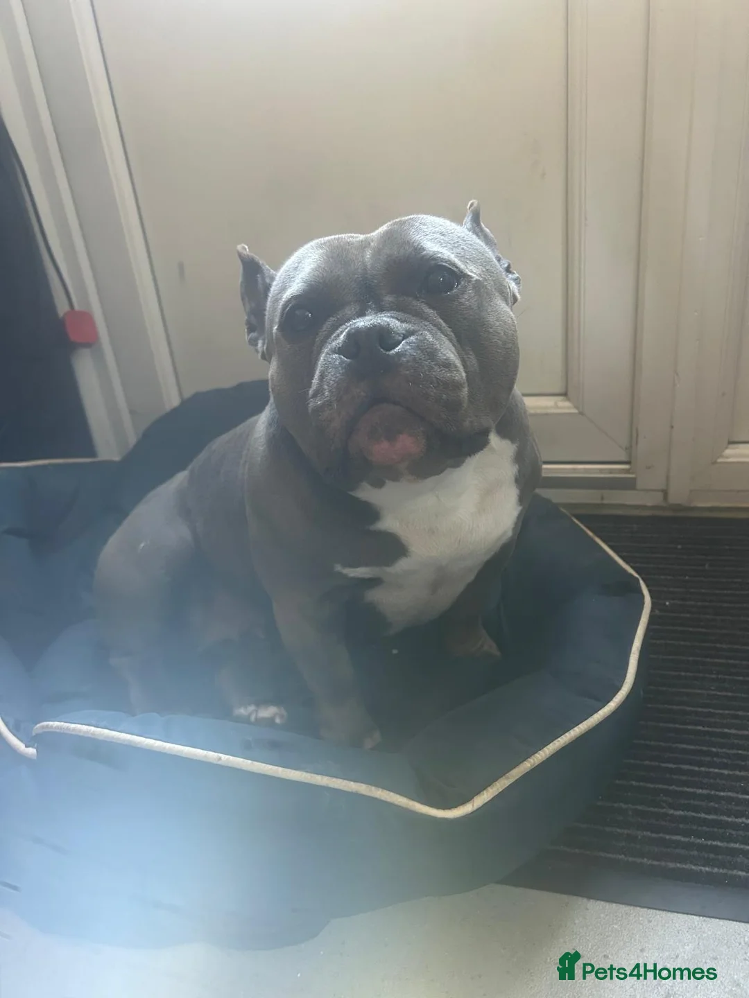 American Bully dogs for sale: Pocket bully very friendly 5 years old in London - Advert 5