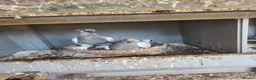 Pigeons birds for sale: Turkish pigeon for sale  - Advert 4