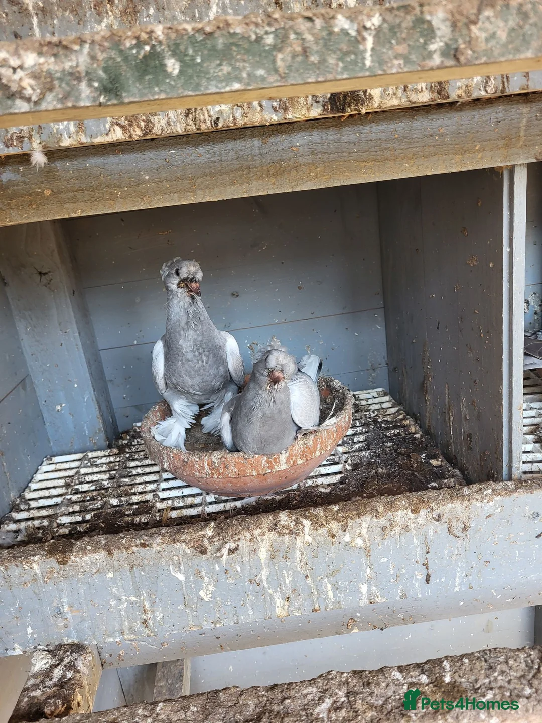 Pigeons birds for sale: Turkish pigeon for sale  - Advert 4