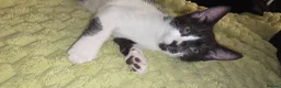 Domestic Shorthair cats for sale: 2 loving sweet kittens looking for a new home - Advert 12
