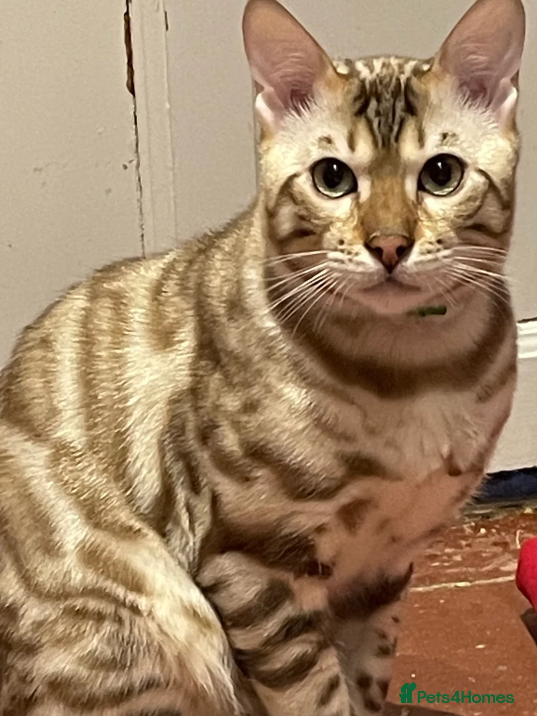 Bengal cats for sale: Outstanding pedigree Bengals - Advert 3