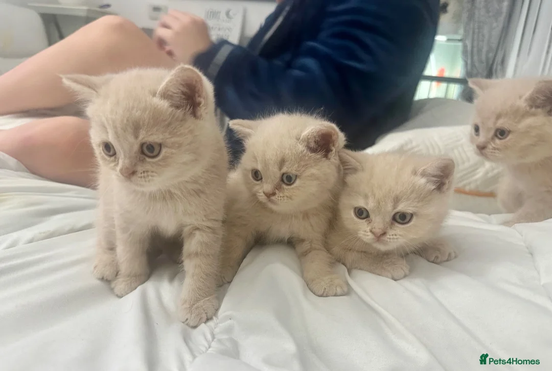 British Shorthair cats for sale: ⭐️ 6 BRITISH CREAM SHORTHAIR ⭐️ - Advert 1