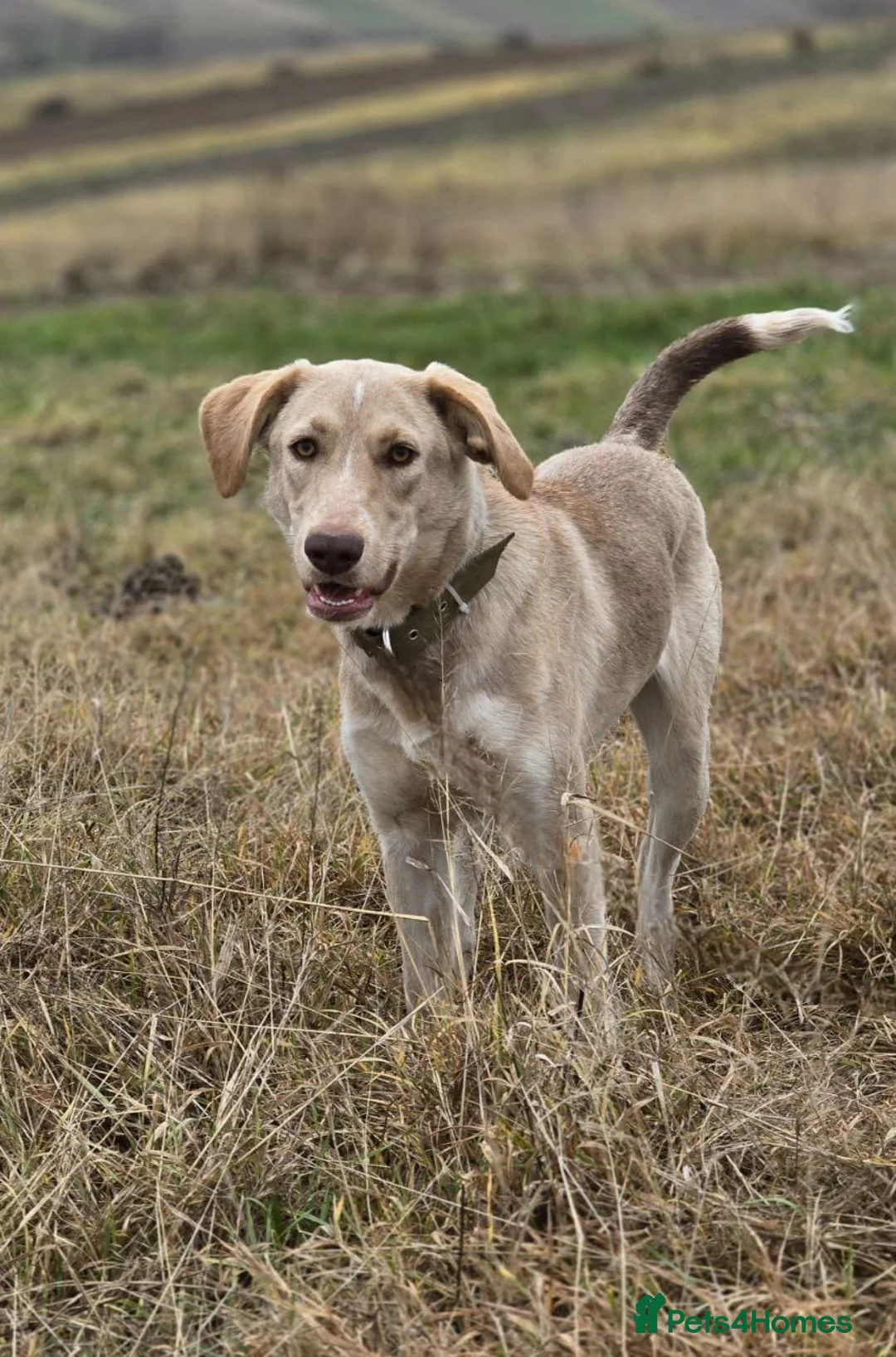 Mixed Breed dogs for adoption: URGENT: ❤️Jena❤️- amazing a 1 year old girl - Advert 10