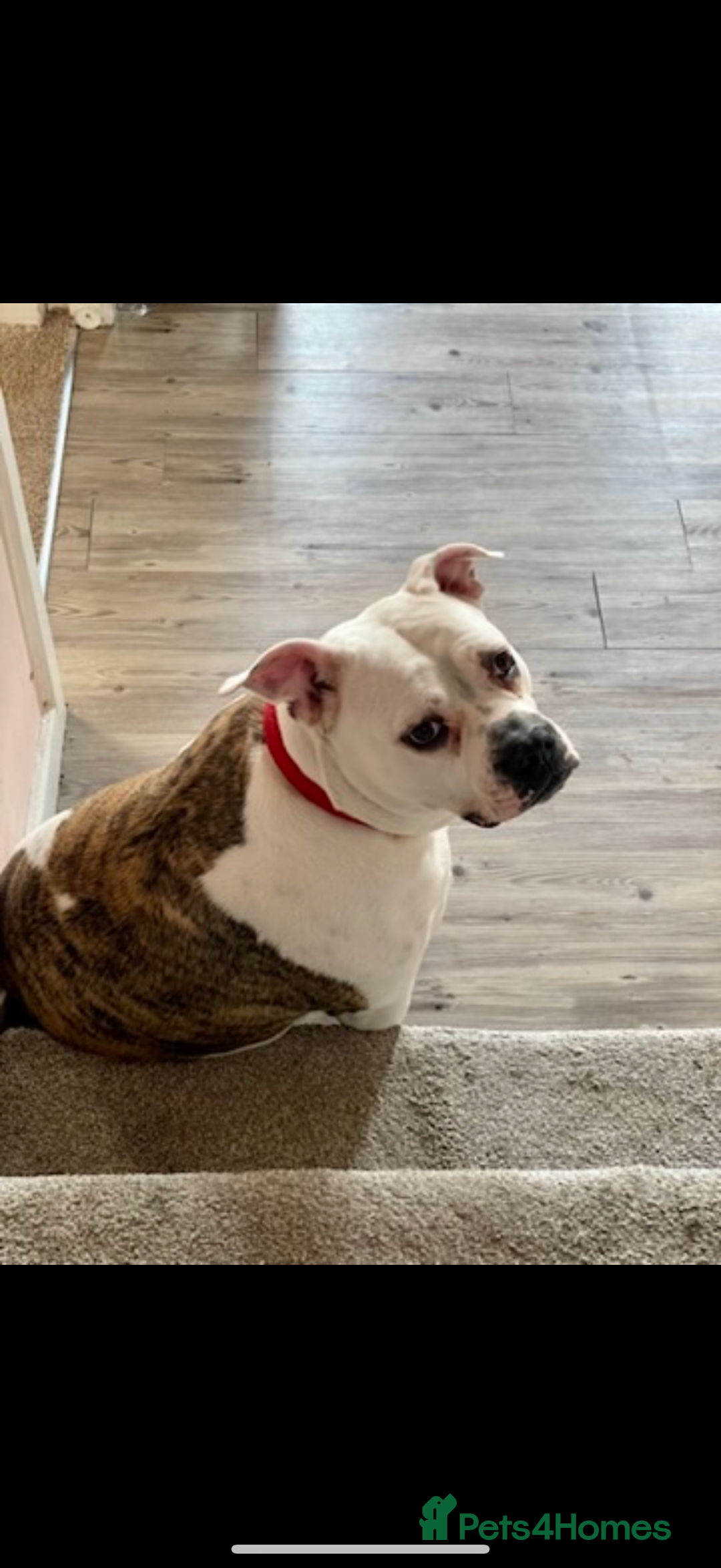 American Bulldog dogs for sale: American Bulldog female  - Advert 1