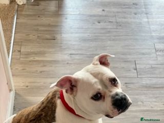 American Bulldog dogs - Advert 1