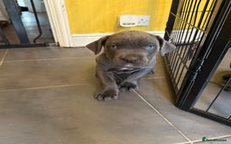 Cane Corso dogs for sale: Blue Cane Corso Puppies - Image 3