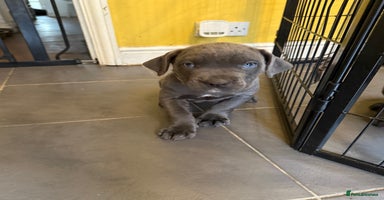 Cane Corso dogs - Advert 15