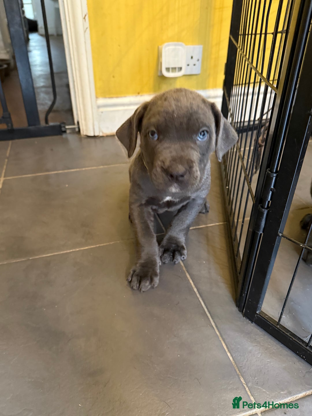 Cane Corso dogs for sale: Blue Cane Corso Puppies - Image 3