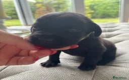 Labrador Retriever dogs for sale: Stunning homebred labs - Image 7