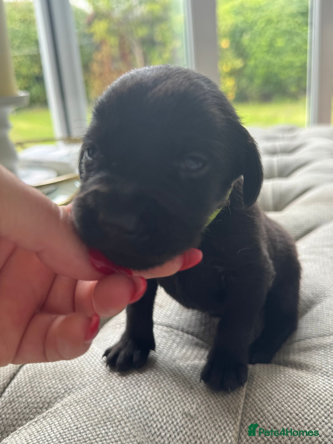 Labrador Retriever dogs for sale: Stunning homebred labs - Image 7