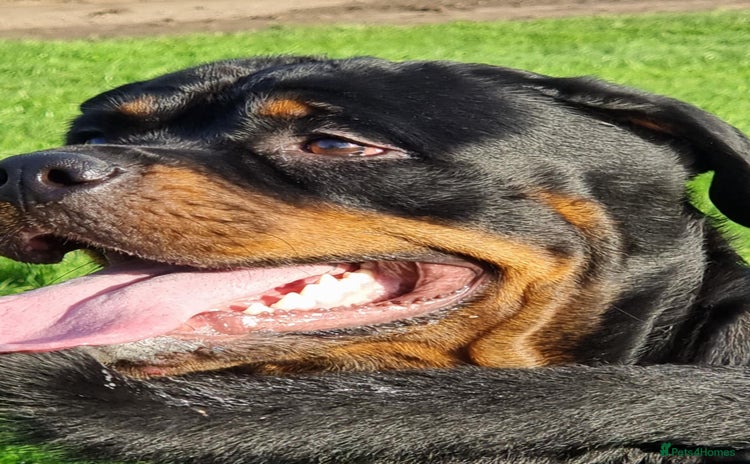 Rottweiler dogs - Advert 1