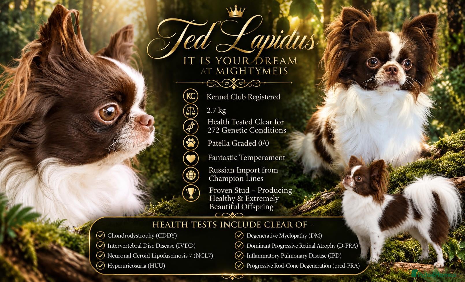 Chihuahua dogs KC reg-Heath Tested-Proven Stud - Advert 7