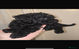 Toy Poodle dogs for sale: Stunning toy poodles  - Image 7