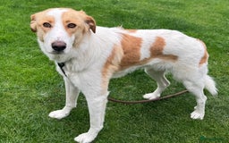 Mixed Breed dogs for adoption: 💙🩵Archie is looking for Love🐾 🩵💙 - Image 4
