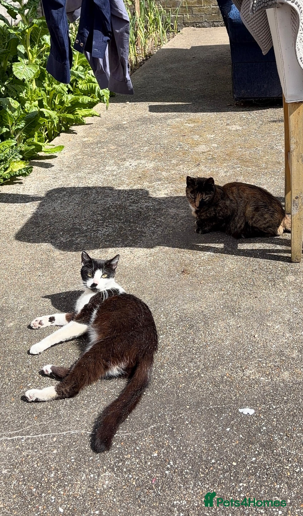 Mixed Breed cats Kittens for sale - Advert 5