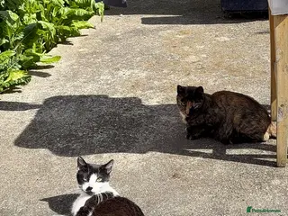 Mixed Breed cats Kittens for sale - Advert 5