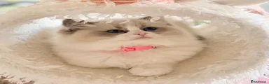 Ragdoll Kitten 8