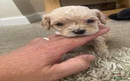Cavachon dogs for sale: Cavalier King Charles x Cavachon - Image 8