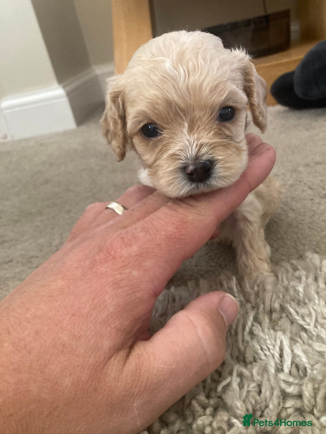 Cavachon dogs for sale: Cavalier King Charles x Cavachon - Image 8