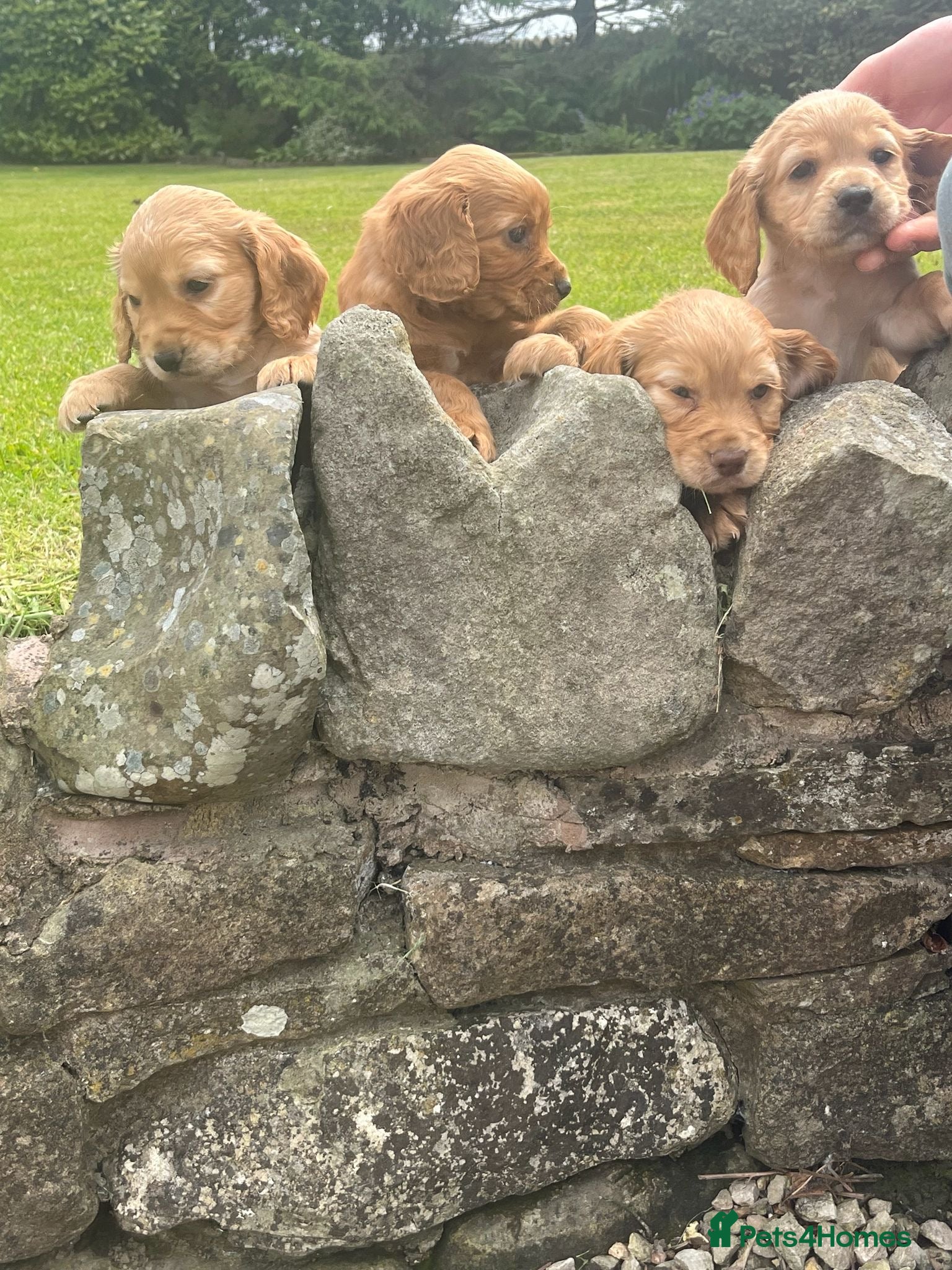 Cocker Spaniel dogs Cocker spaniel puppies  - Advert 1