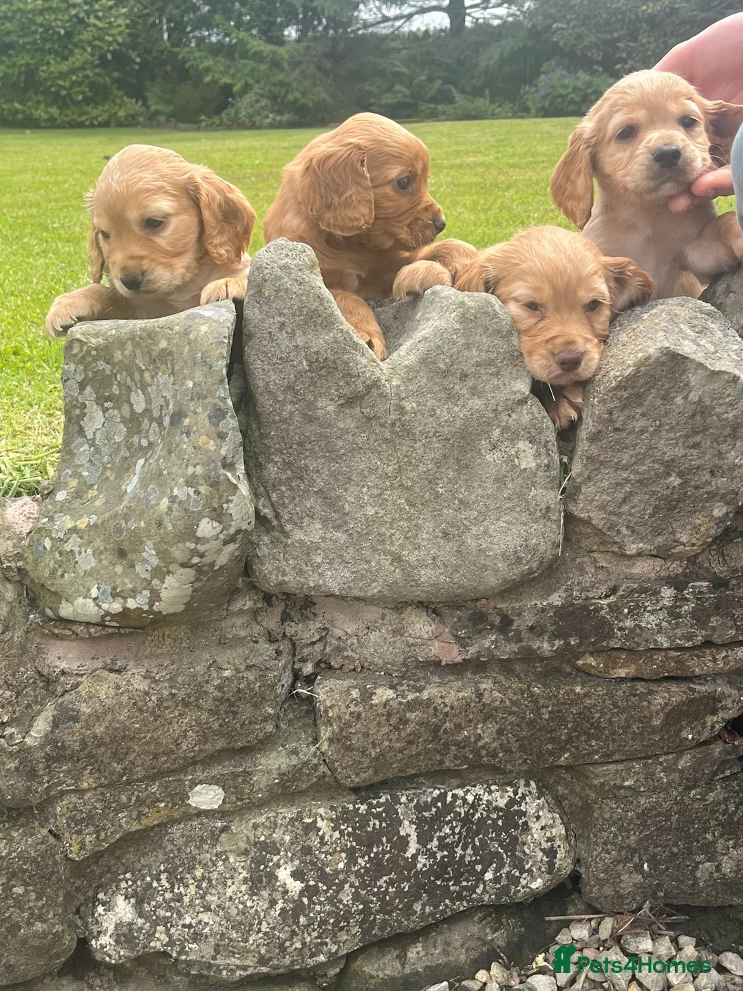 Cocker Spaniel dogs for sale: Cocker spaniel puppies  - Advert 1