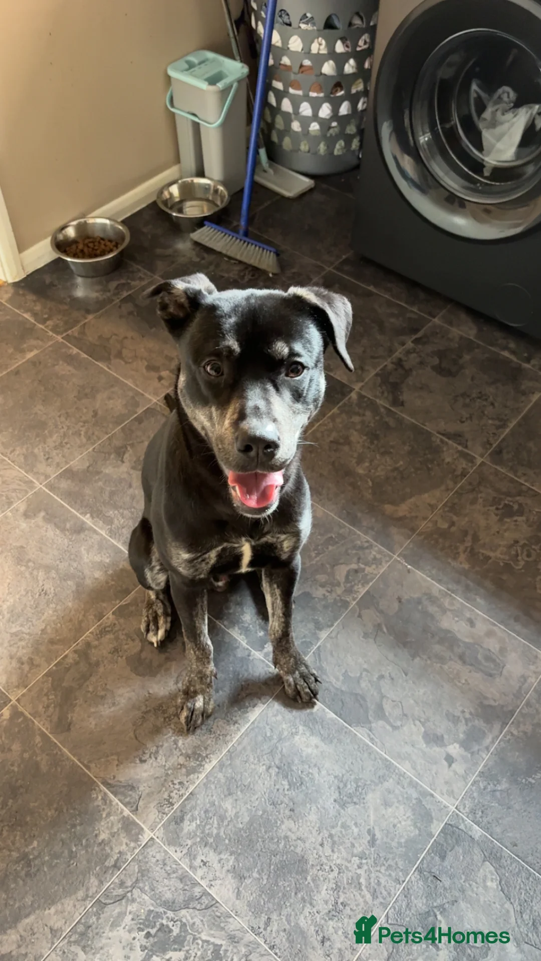 Mixed Breed dogs for sale: Spike - Advert 2