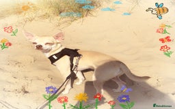 Chihuahua dogs for sale: Chihuahua  - Image 2