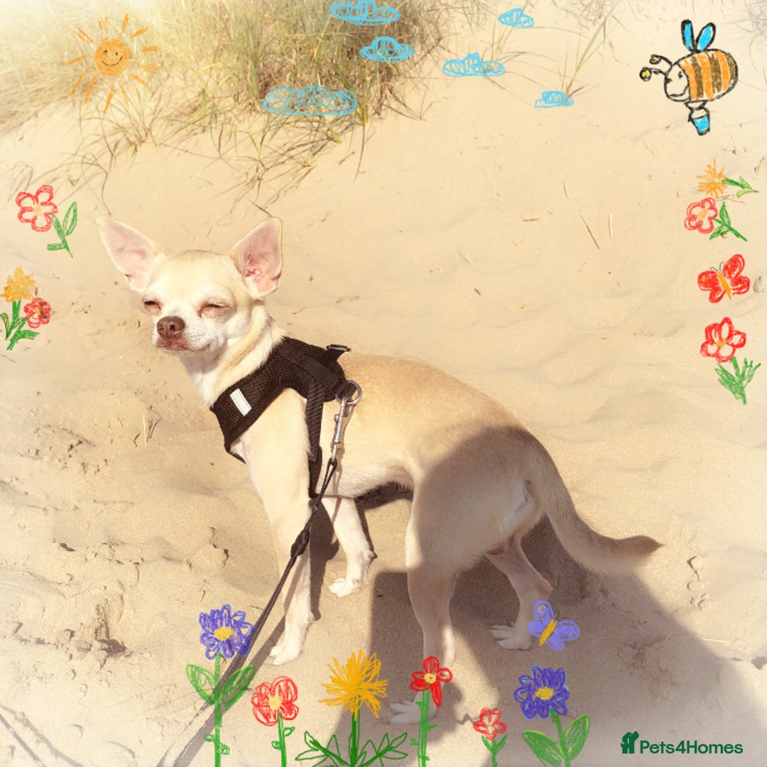 Chihuahua dogs for sale: Chihuahua  - Image 2