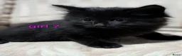 Mixed Breed cats for sale: Black floofy kittens, ready to go 🥰 - Advert 7