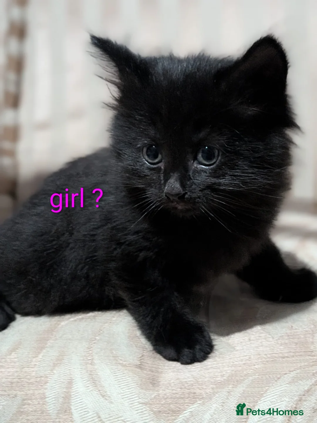Mixed Breed cats for sale: Black floofy kittens, ready to go 🥰 - Advert 7