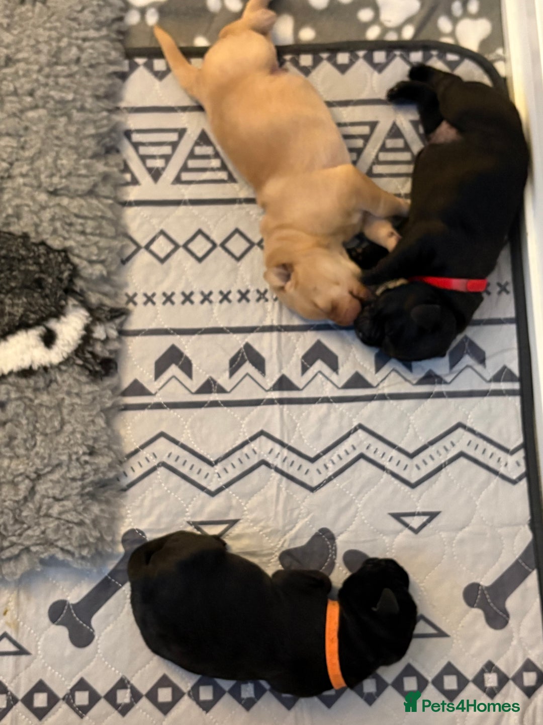 Labrador Retriever dogs for sale: Beautiful full pedigree Labrador chunky puppies - Image 4