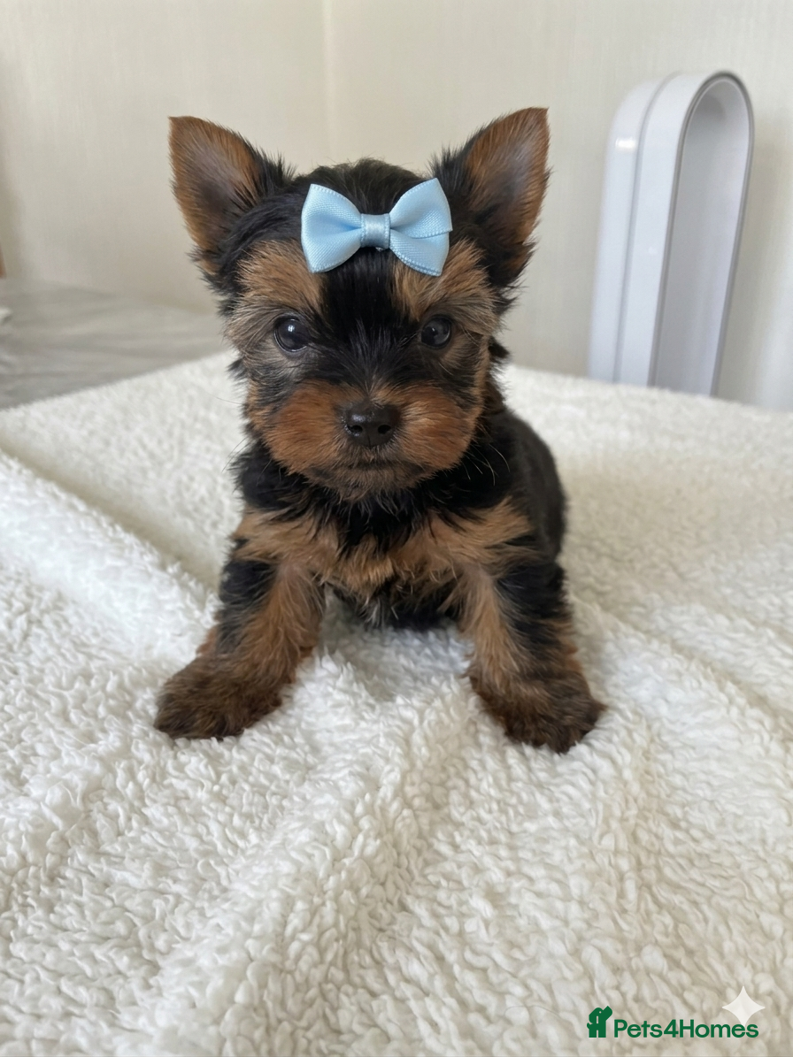 Yorkshire Terrier dogs Kc Yorkshire Terrier puppy’s  - Advert 2