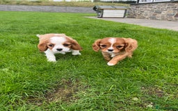 Cavalier King Charles Spaniel dogs for sale: HEALTH TESTED KC REG low co eff cavalier puppies - Image 1