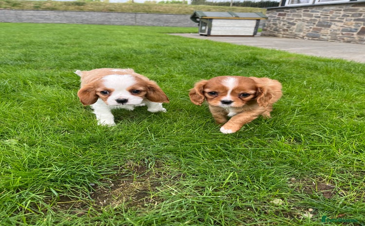 Cavalier King Charles Spaniel dogs - Advert 3