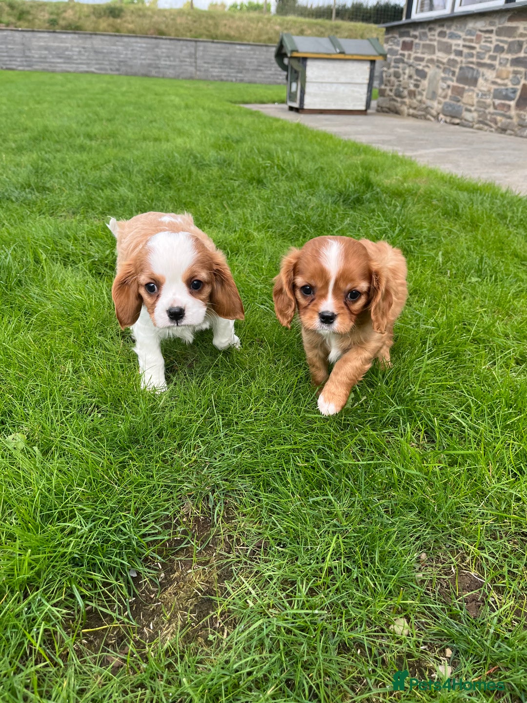 Cavalier King Charles Spaniel dogs for sale: HEALTH TESTED KC REG low co eff cavalier puppies - Image 1