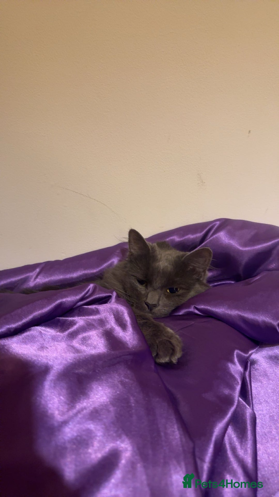 Mixed Breed cats for sale: Beautiful girl  - Advert 5