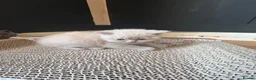 British Shorthair cats for sale: Beautiful British shorthair  - Advert 4