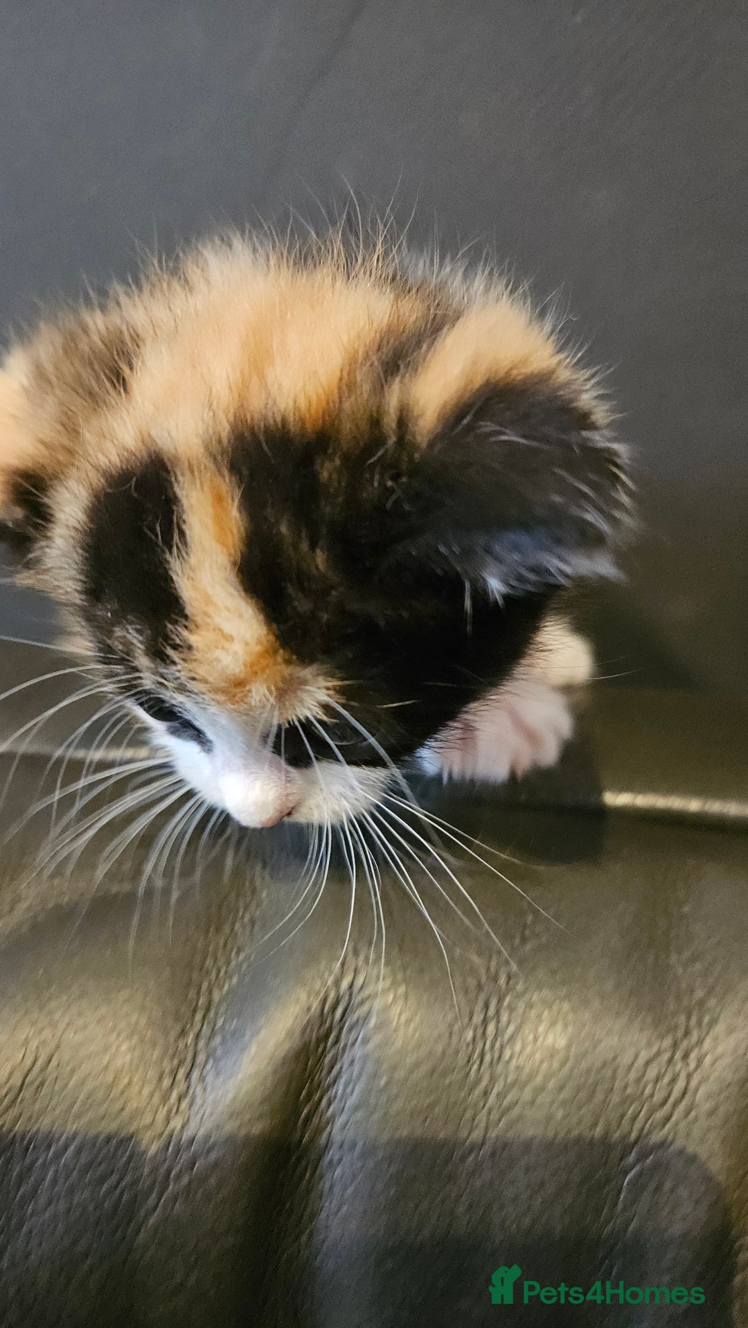 Mixed Breed cats for sale: Cute fluffy mixed kittens.  - Image 12