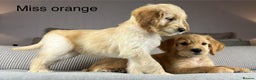 Goldendoodle dogs for sale: ABSOLUTELY GORGEOUS DOODLES  - Advert 10