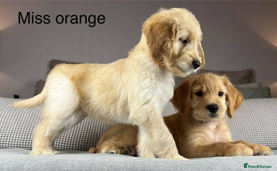 Goldendoodle dogs for sale: ABSOLUTELY GORGEOUS DOODLES  - Advert 10