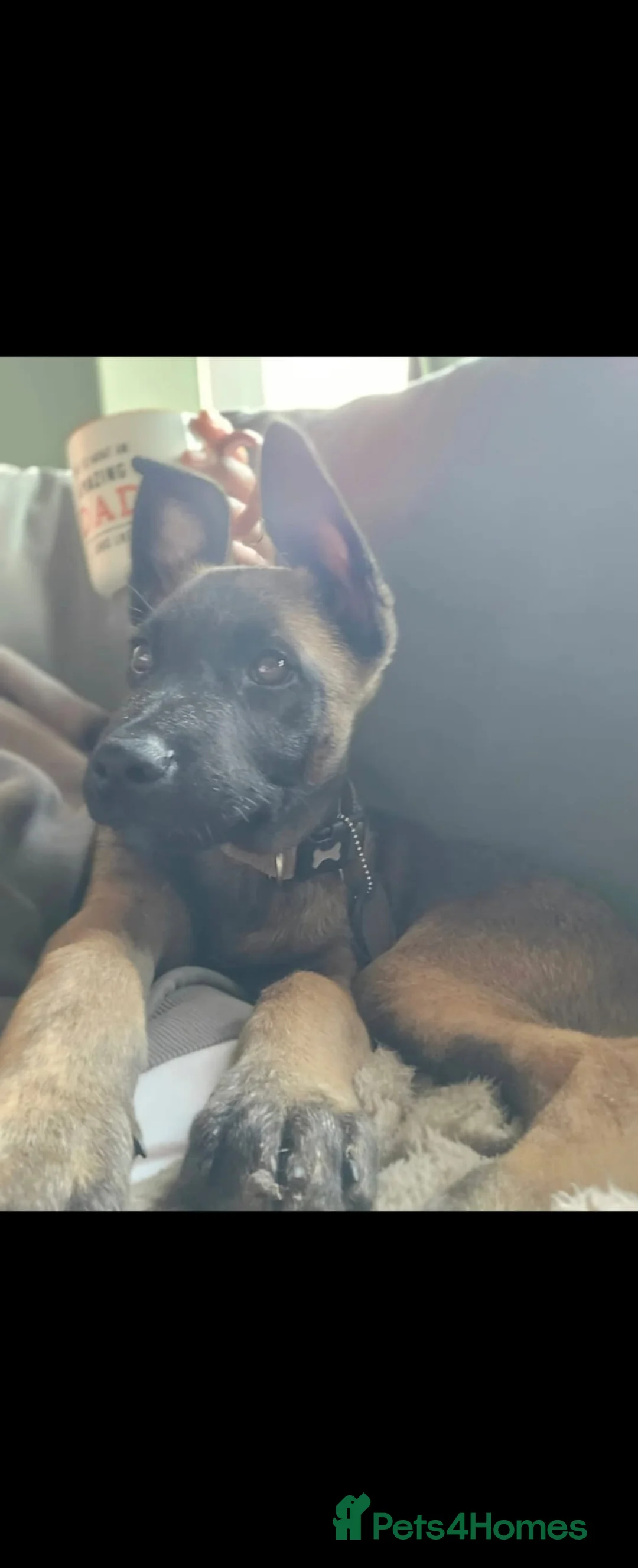 Mixed Breed dogs for sale: German shepherd/mallonois in Chester - Advert 1