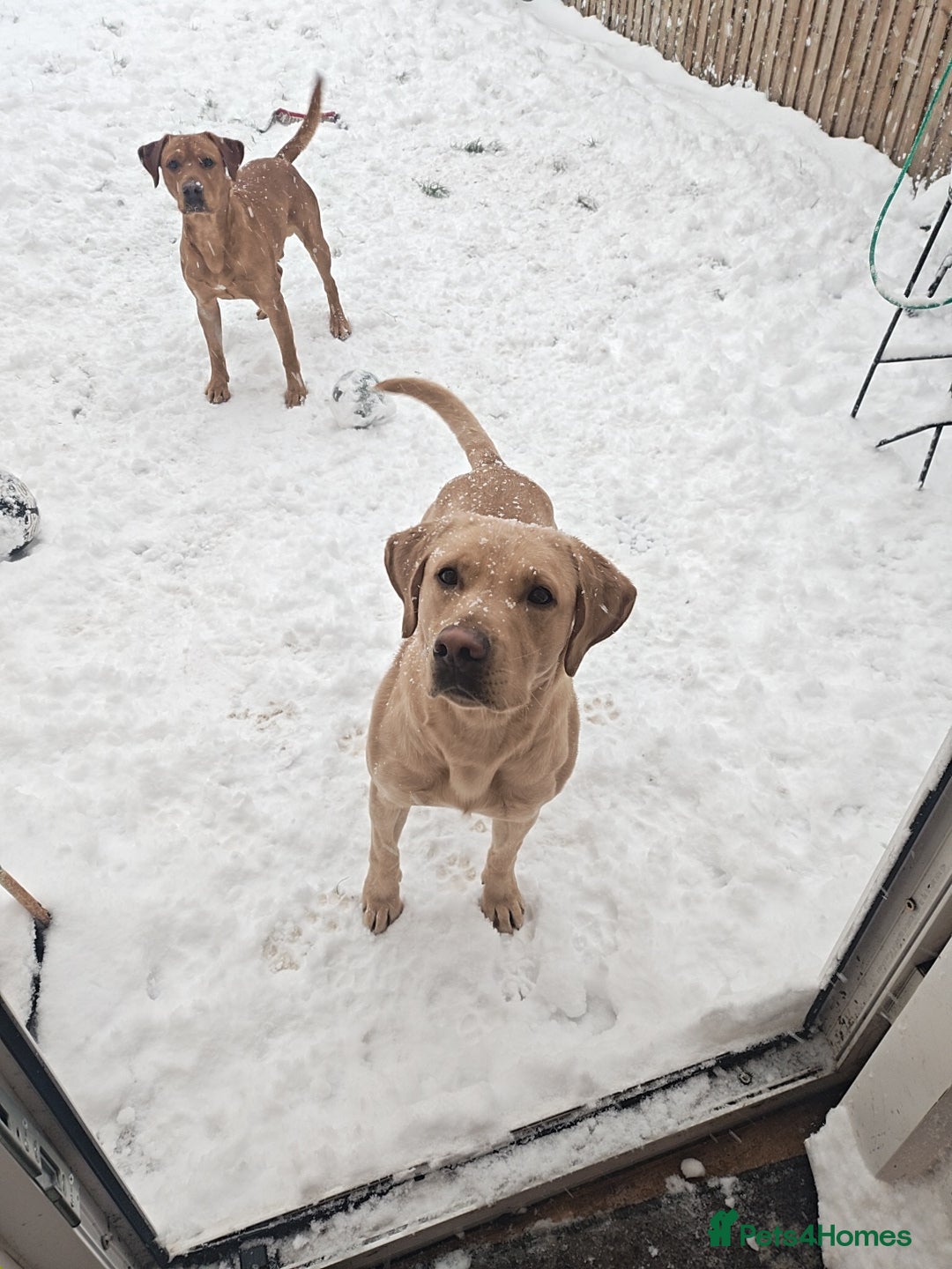 Labrador Retriever dogs for stud: stud only not for sale. KC reg.  - Advert 2