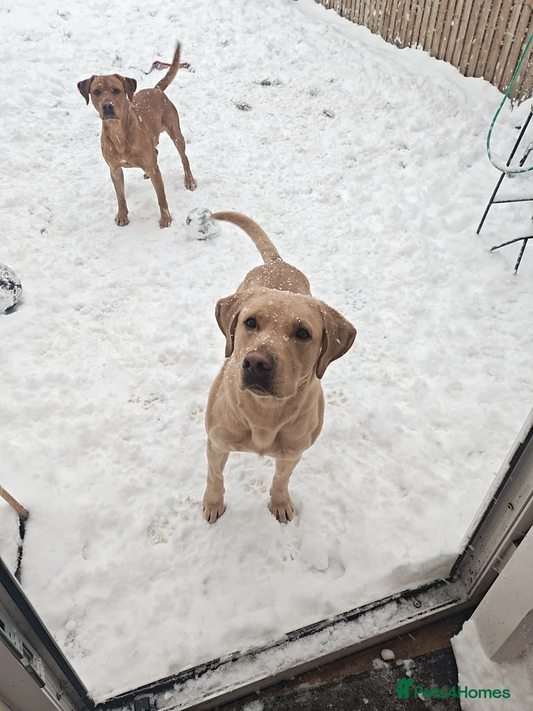 Labrador Retriever dogs for stud: stud only not for sale. KC reg.  - Advert 2